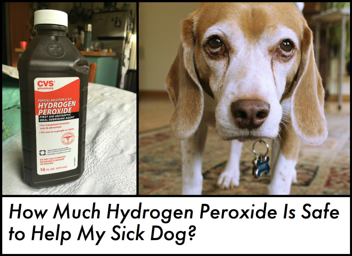 Can You Give a Dog Too Much Hydrogen Peroxide? | PetHelpful