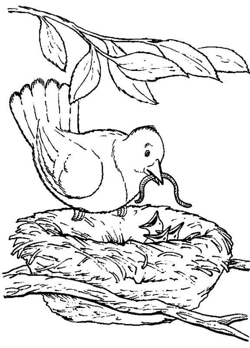 Backyard Animals and Nature Coloring Books Free Coloring Pages | HubPages