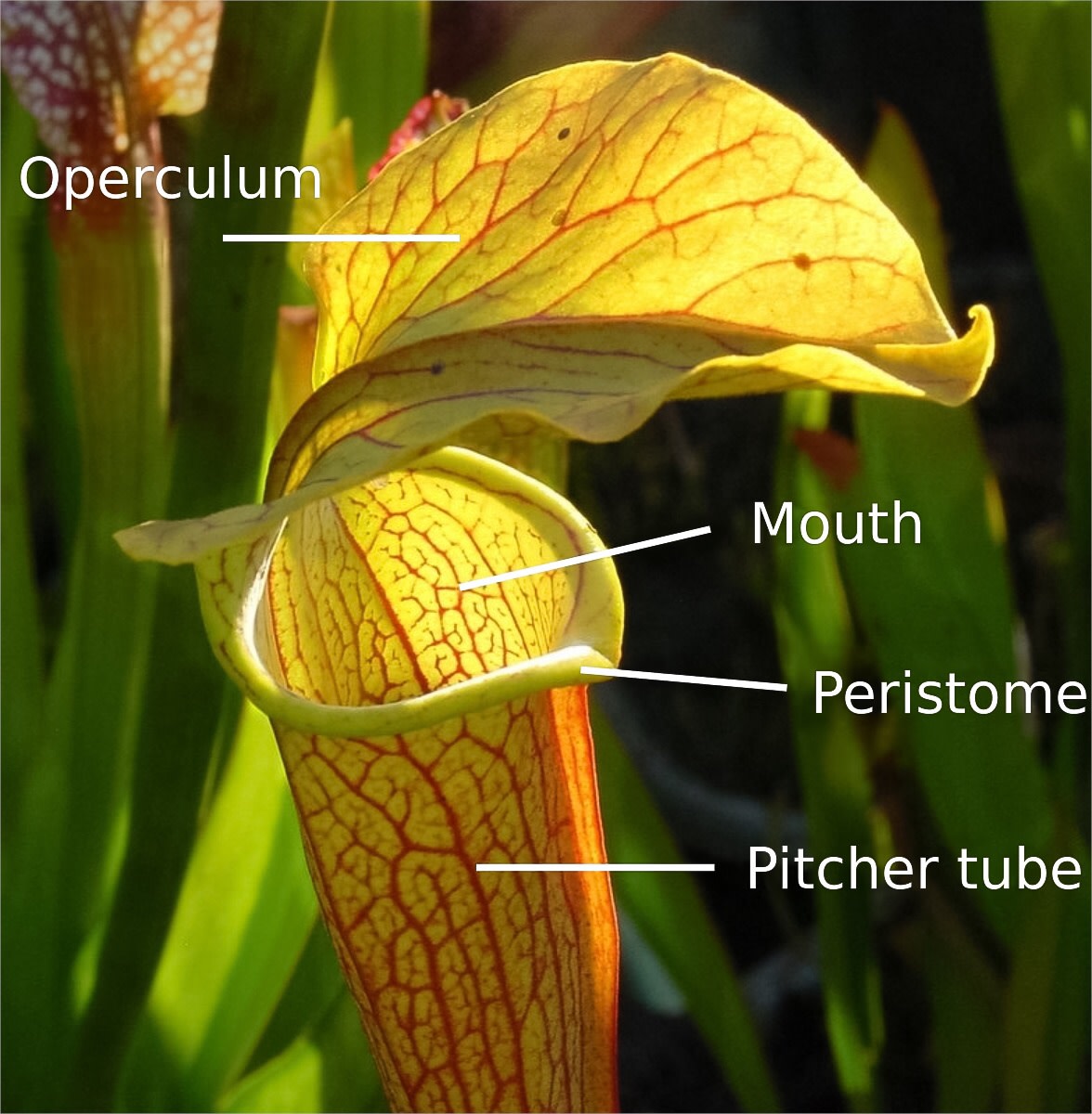 A species of Sarracenia, which is a type of pitcher plant