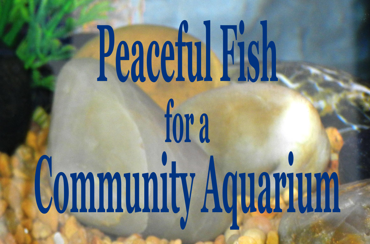 Peaceful Community Fish for a Freshwater Aquarium | PetHelpful
