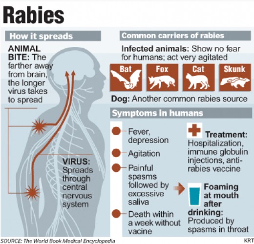 TERRESTRIAL RABIES HubPages