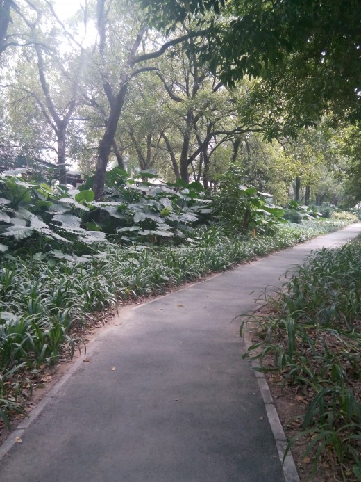 You can walk or cycle along this path, away from the busy main roads. 