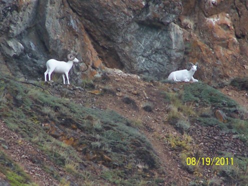 THEY HADN'T MOVED A MUSCLE ON THE HILLSIDE ABOVE CARCROSS, ALASKA.