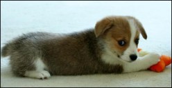 Pet Gems: An alternative to Cremation and Burial of Pets