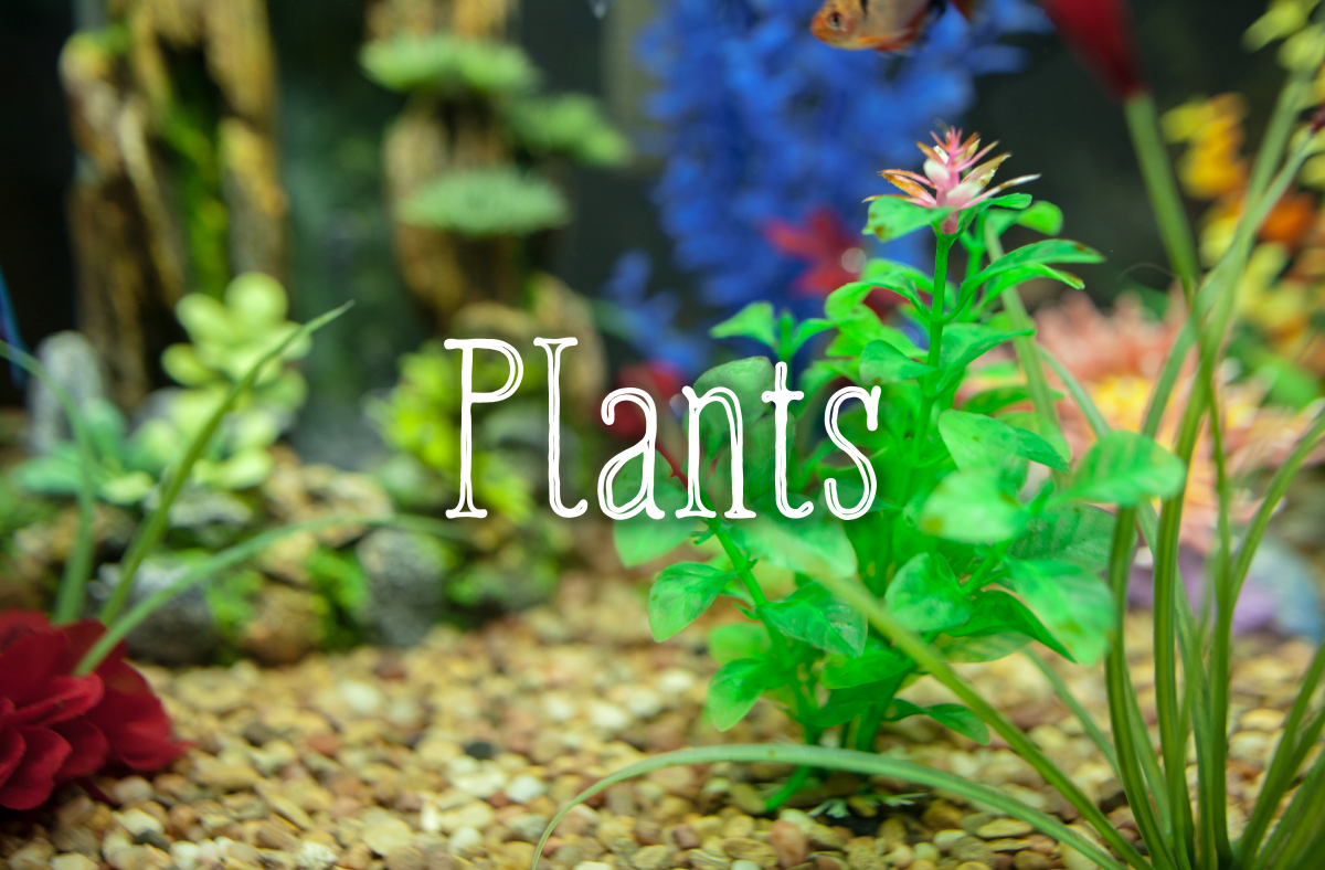 Fake plants can lend your tank a splash of colors. If you are using live plants, make sure that they are a species that can be fully submerged in water.