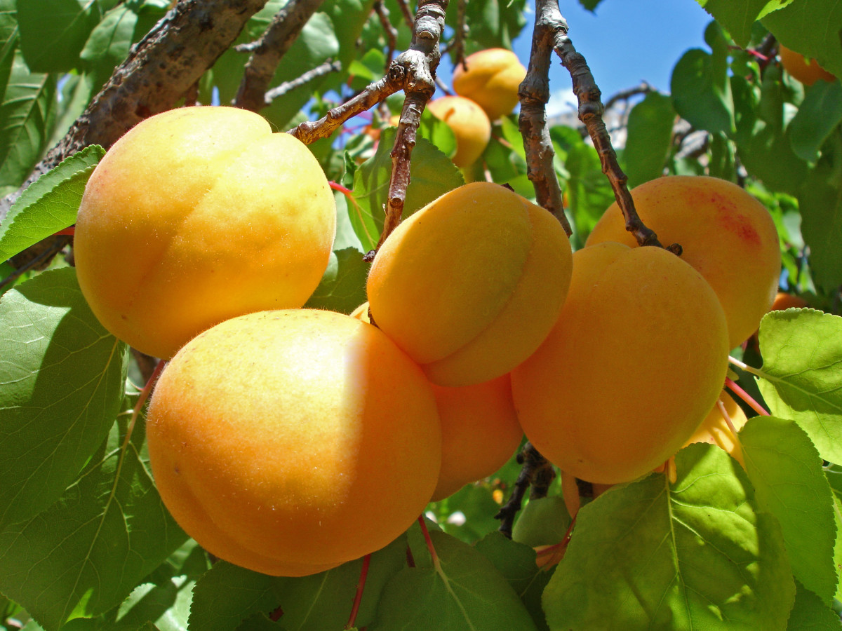 Mature Apricots