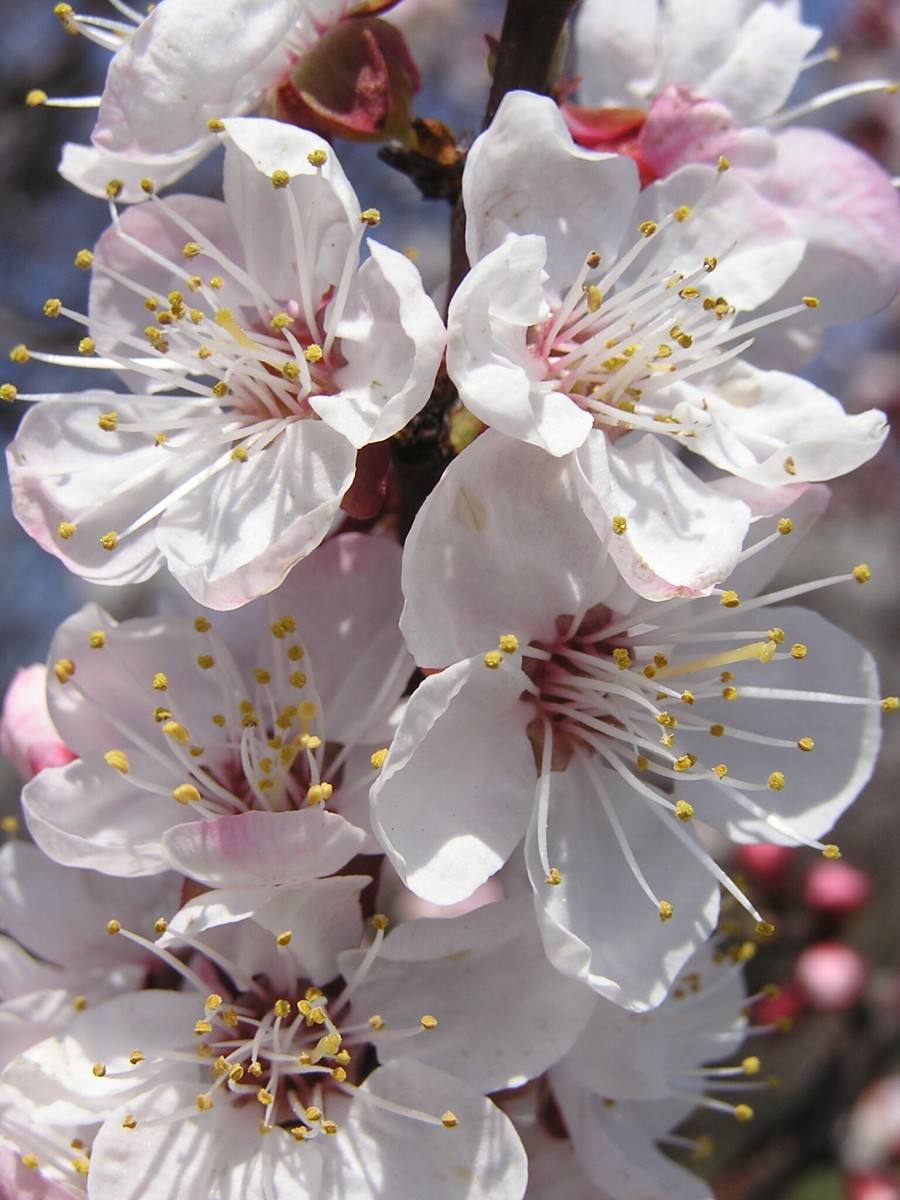 Close up of Apricot Flowers
