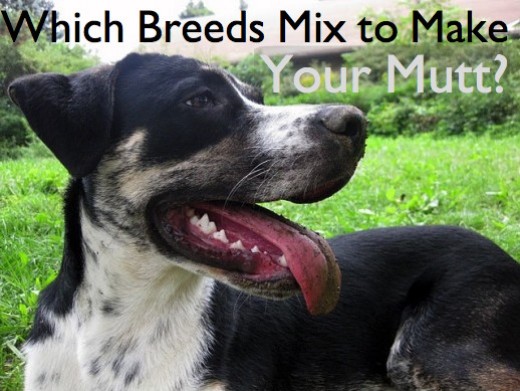 How to Identify the Breeds in a MixedBreed Dog PetHelpful