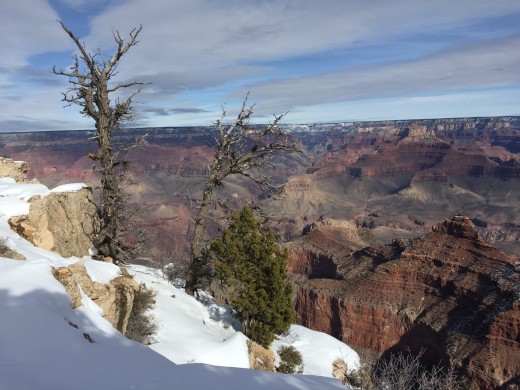 Leafless trees and snow - Winter in the Grand Canyon