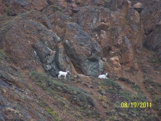 I WATCHED THESE MOUNTAIN GOATS FOR 5 MINUTES OR SO ... AND THEY KEPT STARING RIGHT BACK.