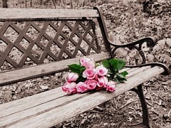 Roses on a bench.