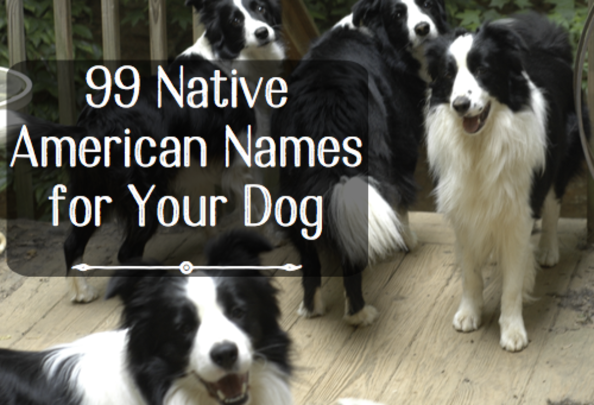 99 Native American Names For Male Dogs Pethelpful