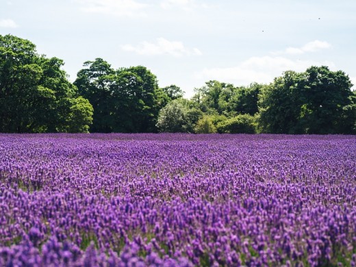 Lavender oil is often used in products that are reported to fade scars.