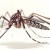  Aedes aegypti