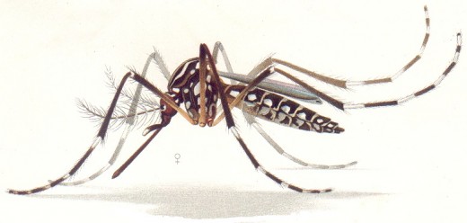  Aedes aegypti