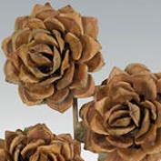 Dried Flowers profile image