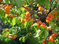 Apricot Fruits and Kernels: Potential Benefits and Dangers