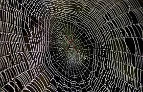 Clean fresh spiders web