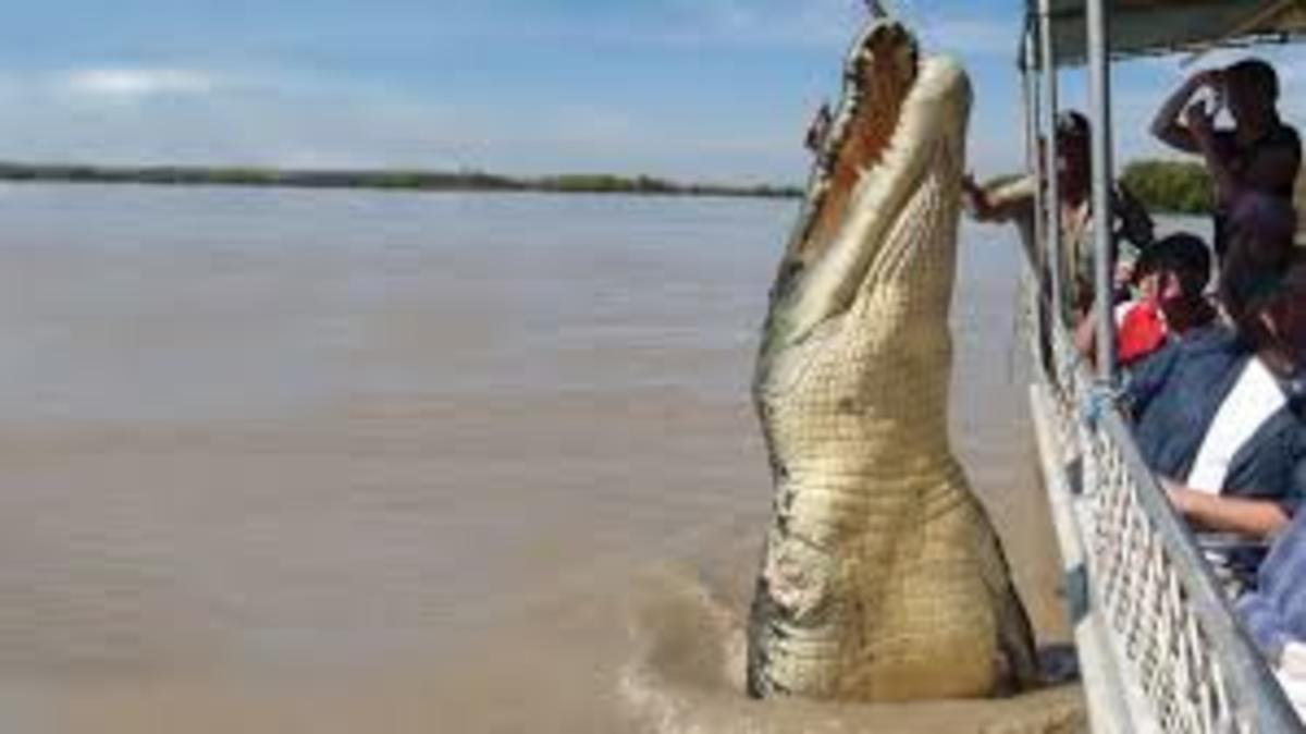 The Saltwater Crocodiles Hubpages