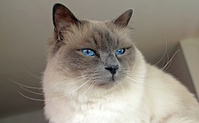 Birman