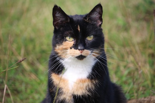 Tortoiseshell Cat