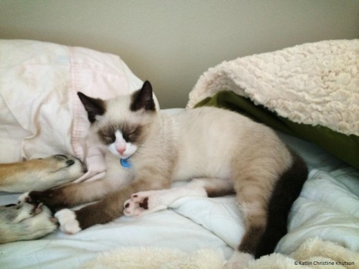 Snowshoe Cat Sleeping