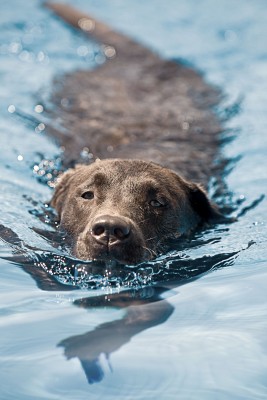 Labradors need a lot of exercise! 
