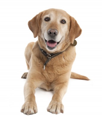 Labradors aim to please and are loyal companions! 