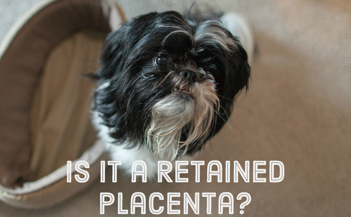 Why Is My Dog Panting After Giving Birth? PetHelpful