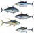 According to Wikimedia: Albacore tuna, Atlantic bluefin tuna, Skipjack tuna,Yellowfin tuna, Bigeye tuna According to Wikimedia: Albacore tuna, Atlantic bluefin tuna, Skipjack tuna,Yellowfin tuna, Bigeye tuna