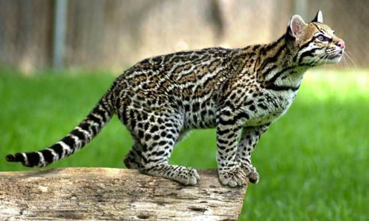 The Ocelot Leopardus pardalis, or Dwarf Leopard. hubpages