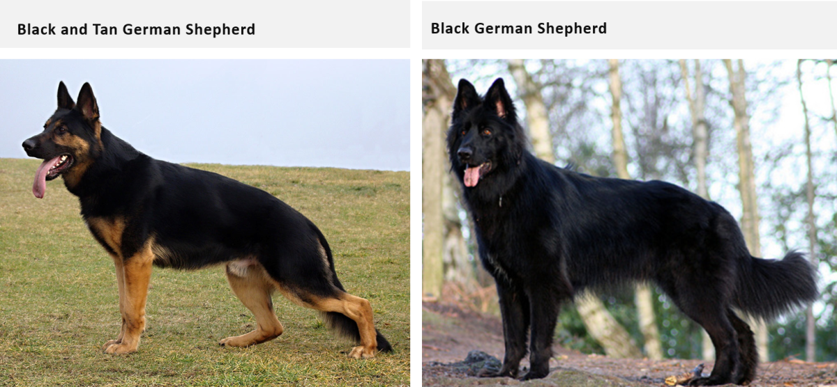 German Shepherd Coat and Color Varieties | PetHelpful