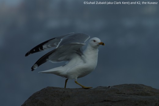 The ubiquitous ring-billed gulls, like this one at Niagara Falls, are a constant companion of urban folks throughout the year. 