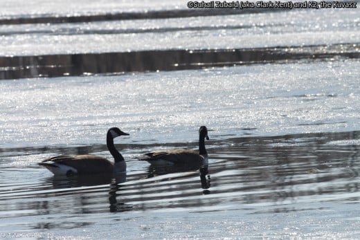 These Canada gander and goose took to ice covered waters, but will usually stay on meadows eating seeds and vegetation.
