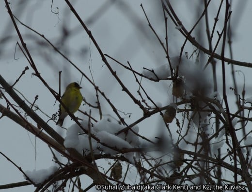 The striking gold and green plumage of this tiny bird - American Goldfinch - dulls in winters, but the birds stick around in flocks.