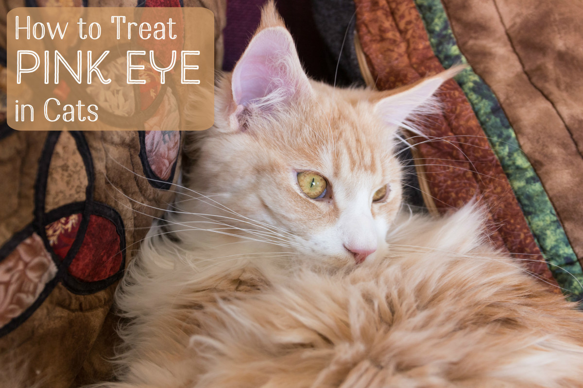 Signs Your Cat May Have Eye Problems PetHelpful