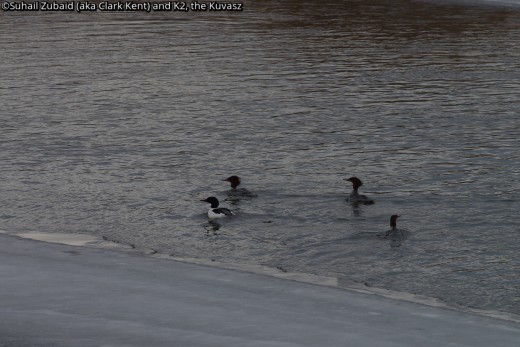 I saw this flock of common mergansers (two males and two females) at Credit River near my home in the last week of January 2016.