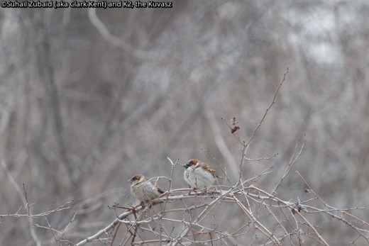 House sparrows - considered pests by most of us - thrive in our winters.