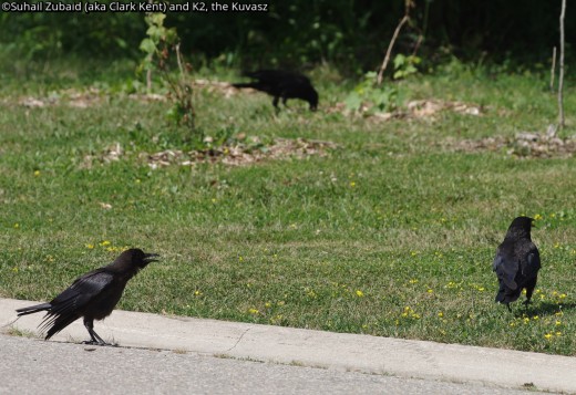 I took this shot of a family of crows in summer and posted it, because these birds are our winter residents. The juvenile is asking for a feed from its mother.