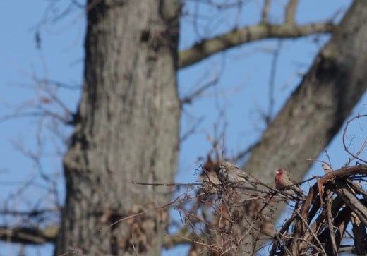 House finches (1 male and 2 camouflaged females). I was totally confused as to their identity in -29C. I had to seek help of birding community to identify them for me.