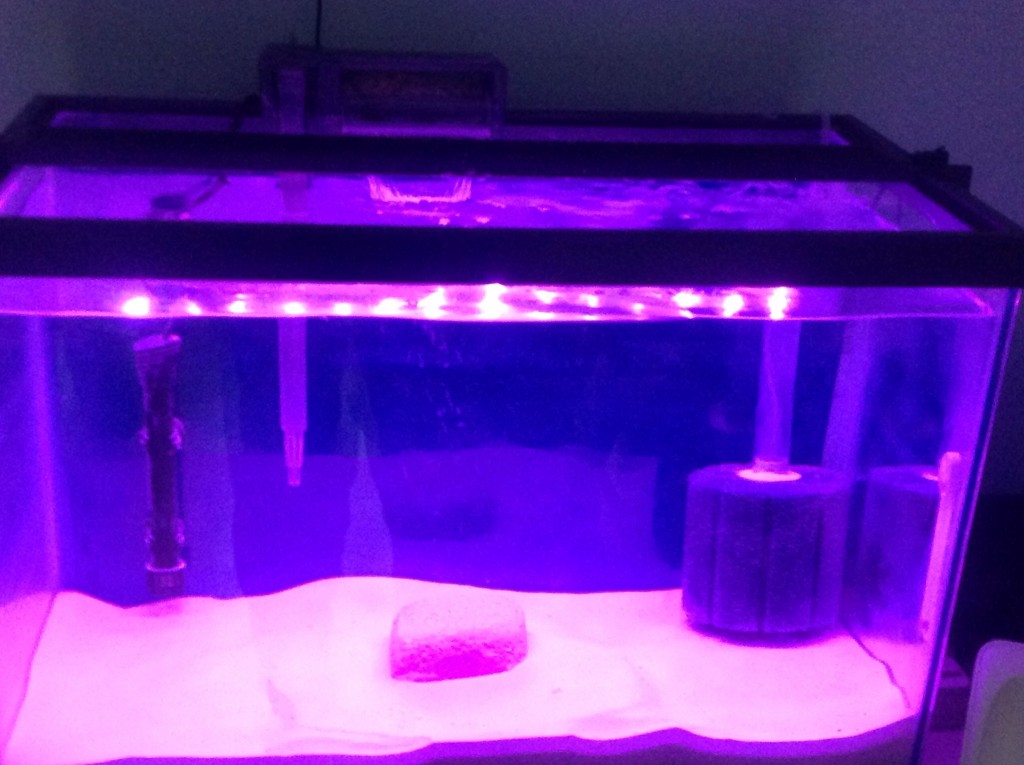 How Do EcoBio Blocks Improve Aquarium Water Quality? PetHelpful