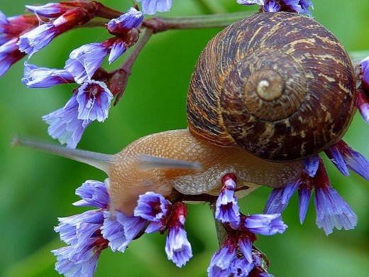 How Are Snails & Beauty Related? 