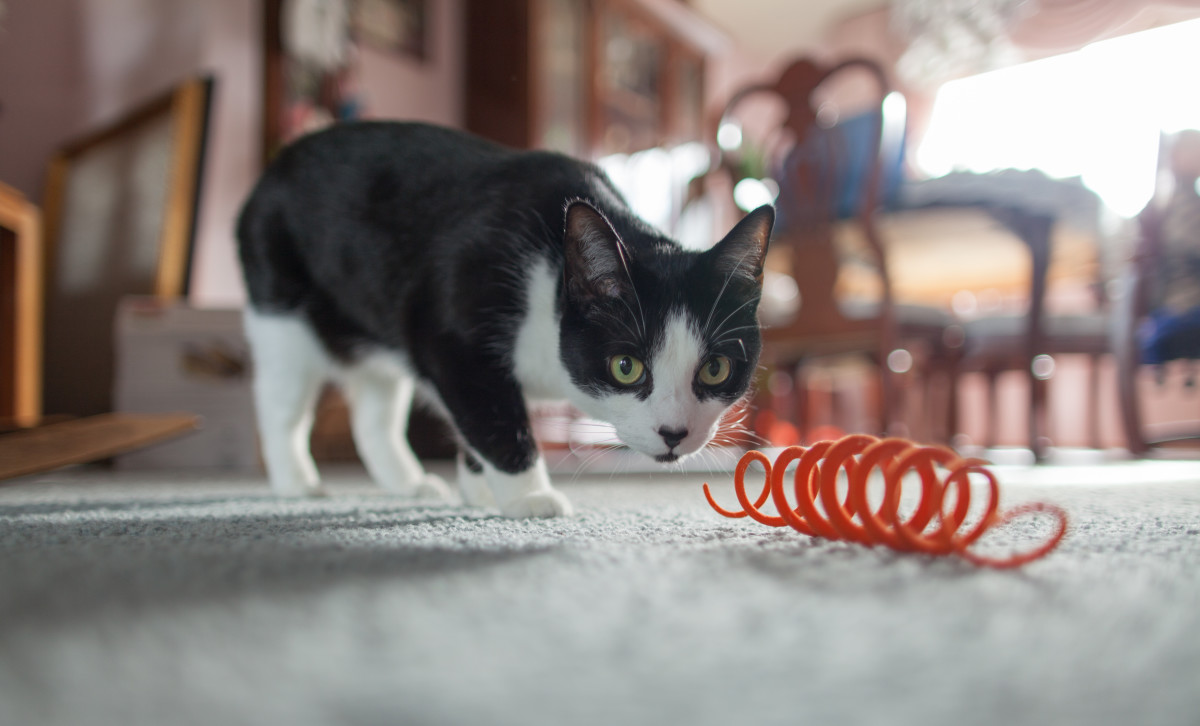 Image result for cat playing with hardware spring