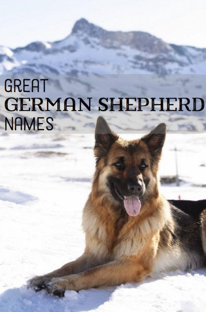 88+ German Shepherd Dog Names Boy - l2sanpiero