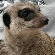 mewsie82 profile image