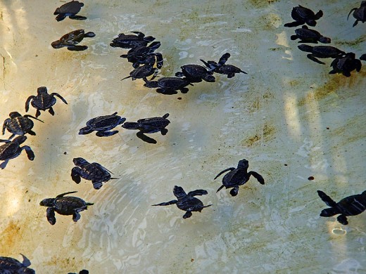 Newly hatched baby sea turtles.