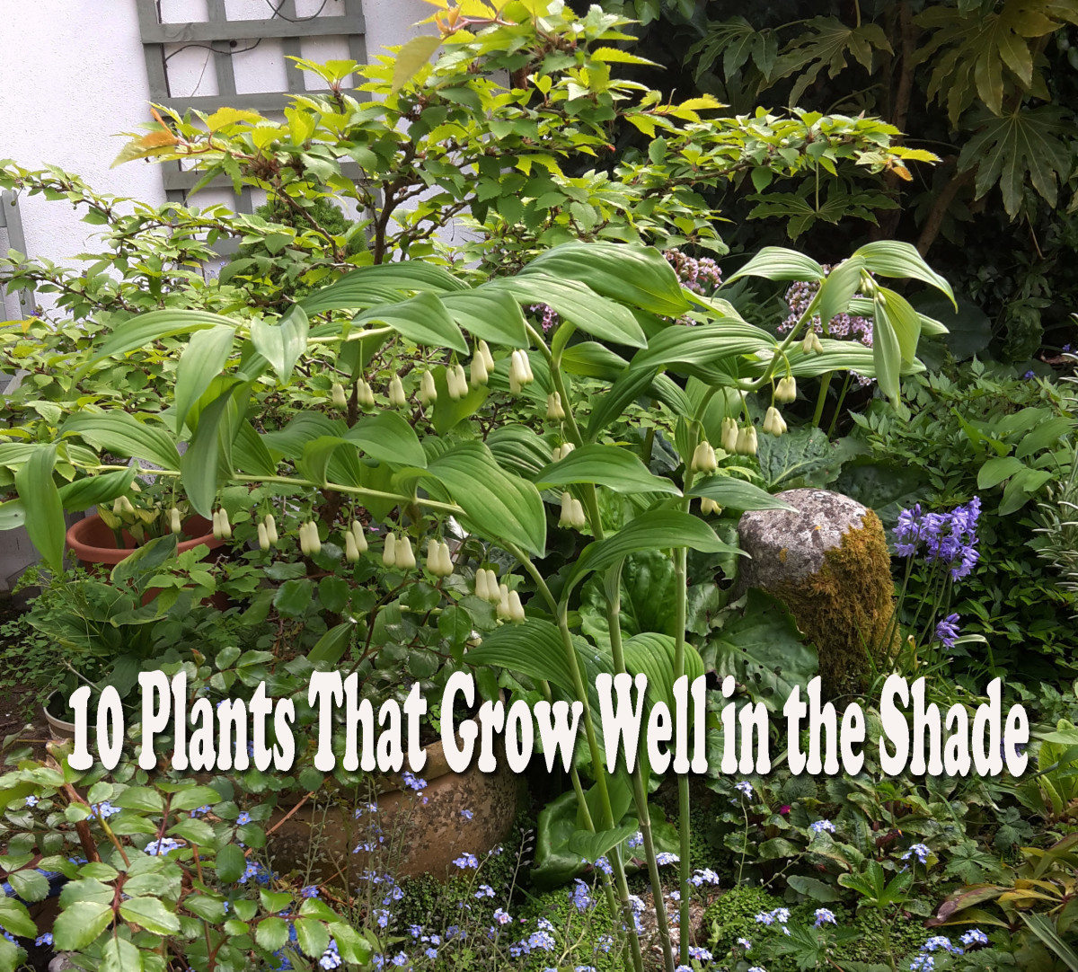 10 Plants That Will Grow in the Shade Dengarden