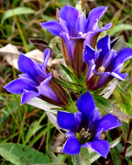 Gentian Violet Flowers