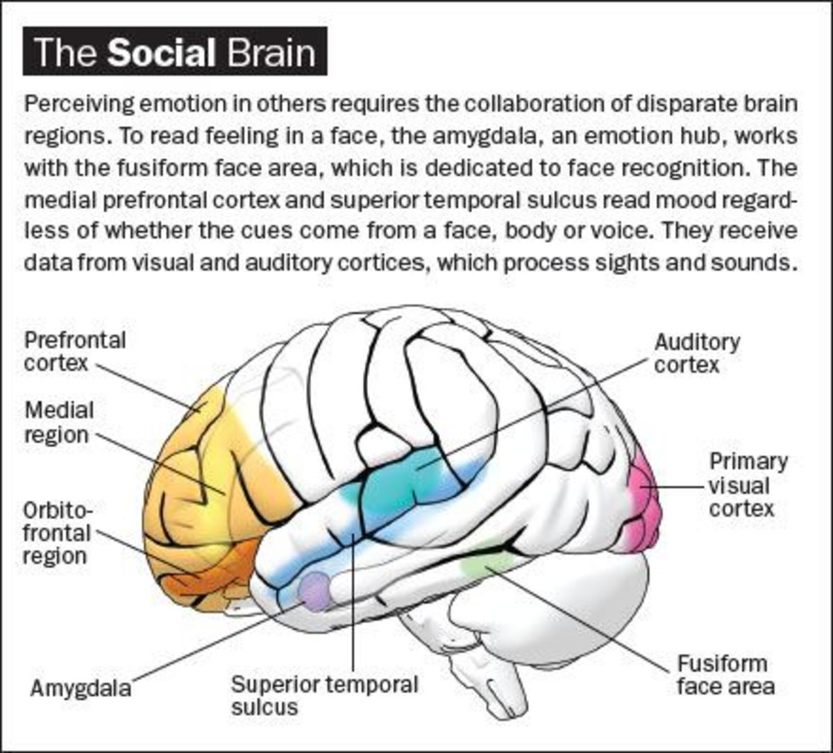Social Brain And Role Of Play In Its Development Hubpages