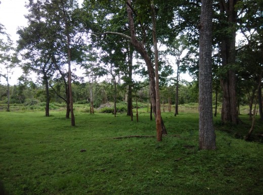 Kabini Forest